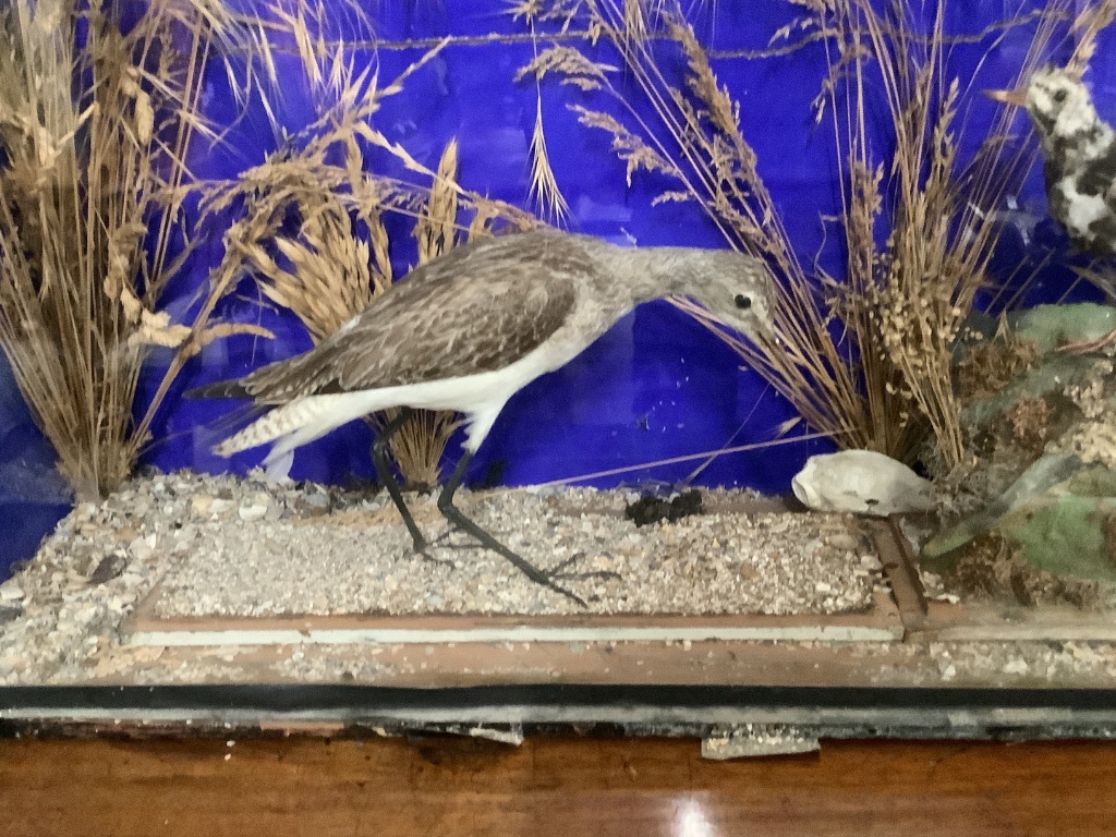 A taxidermic bird display, in glazed cased, 91 x 22 x 49cm